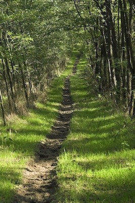 narrow path