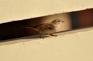 sparrow-73307_1280